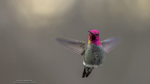 Hummingbird Desktop Wallpaper