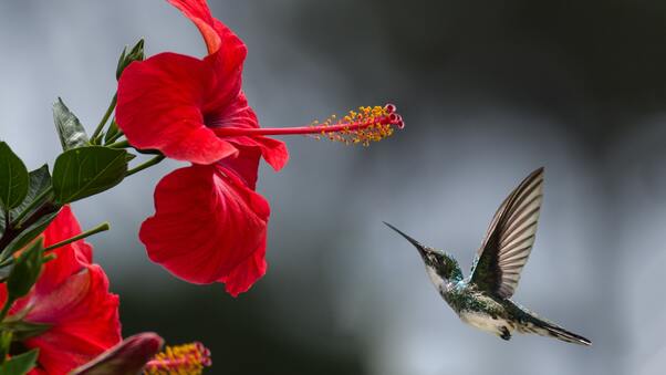 Hummingbird Macro Wallpaper