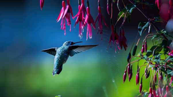 Hummingbird Wings Spread Frozen In Action Wallpaper