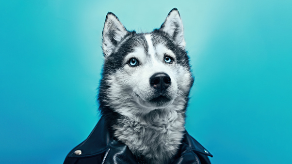 Husky In Leather Suit Wallpaper