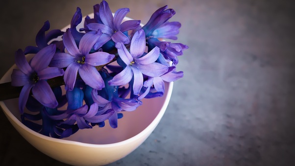 Hyacinth Flower Violet Flowers Wallpaper