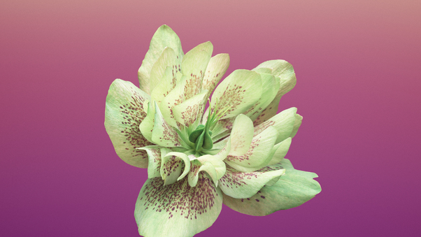 Ios 11 Flower Helleborus, HD Flowers, 4k Wallpapers, Images, Backgrounds,  Photos and Pictures