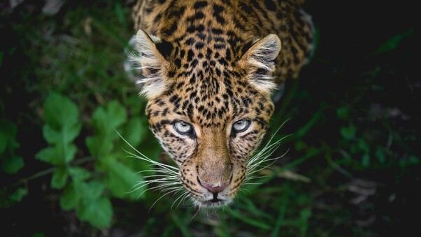 jaguar-cc.jpg