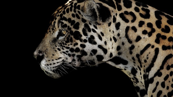 Jaguar Spotted Close 4k Wallpaper