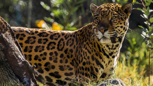 Jaguar The Big Cat Wallpaper