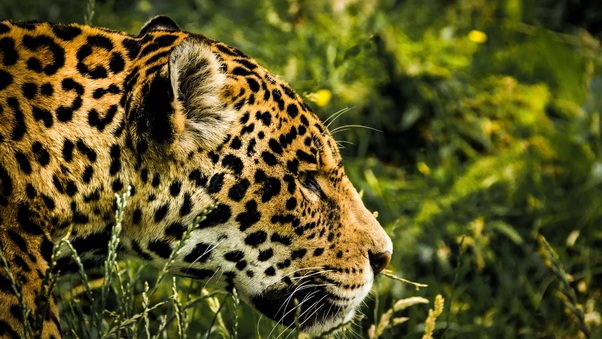 Jaguar Wild Wallpaper
