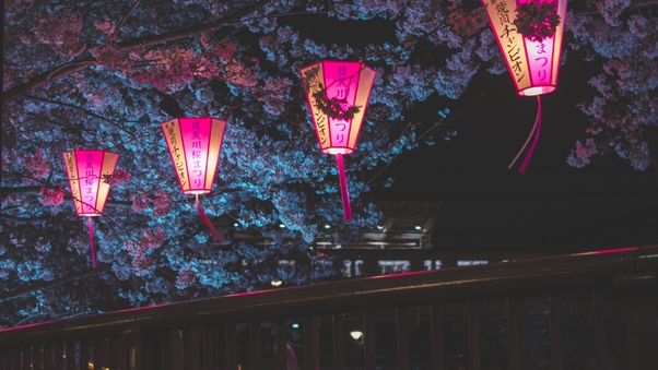 Japan Night Cherry Blossom Trees Lantern Glowing Night Wallpaper