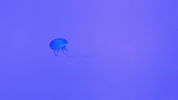 Jellyfish 5k Wallpaper