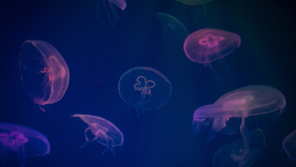 Jellyfish Digital Art Wallpaper