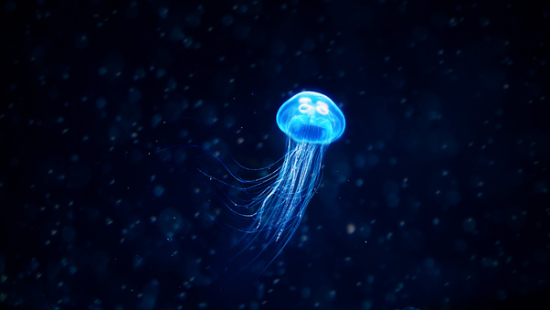 Jellyfish Illustration Wallpaper