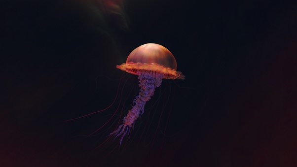 Jellyfish Illustration 4k Wallpaper