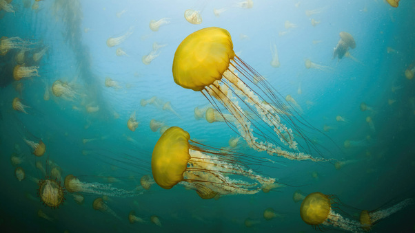 Jellyfish Off The Coast Of Carmel California Wallpaper