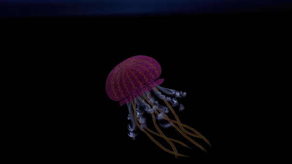 Jellyfish Oled 4k Wallpaper