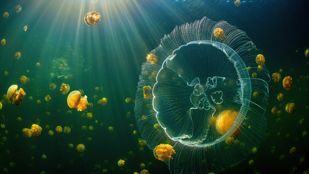 Jellyfish Sea Life 5k Wallpaper
