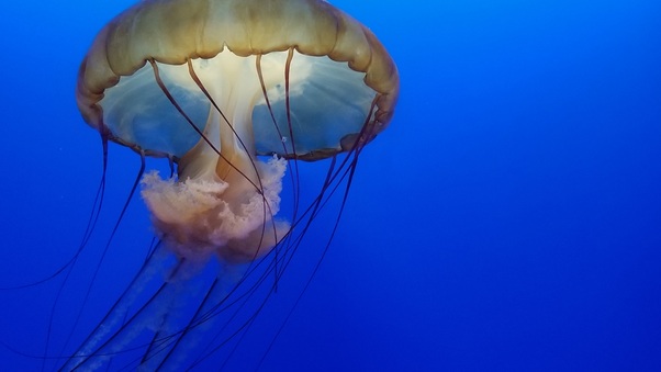 Jellyfish Underwater 4k Wallpaper