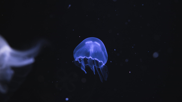 Jellyfish Underwater 5k Wallpaper