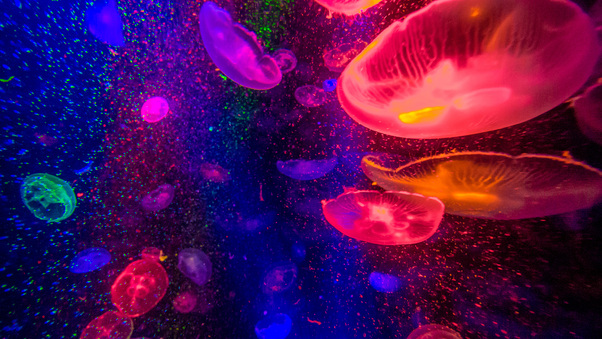 Jellyfishes 4k Wallpaper