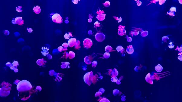 Jellyfishes 5k Wallpaper