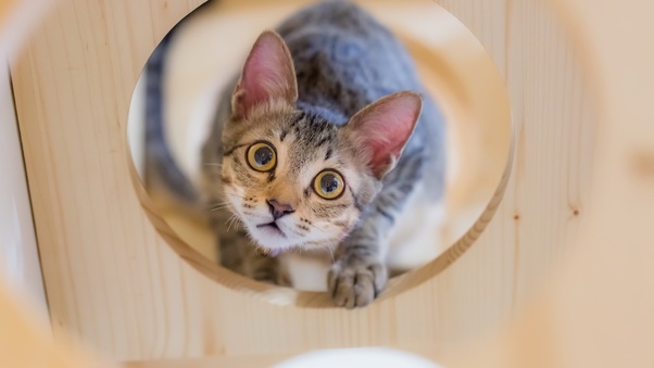 Kitten Staring At Owner Wallpaper