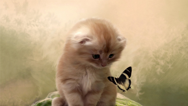 Kitty Playing With Butterfly Wallpaper
