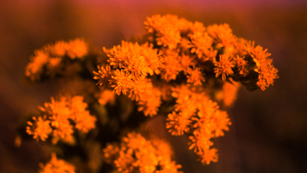 Kodachrome Flowers 4k Wallpaper