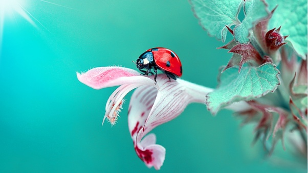 Ladybug Wallpaper