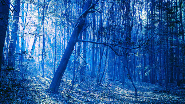 Last Blue Light Of Evening In Woods Wallpaper
