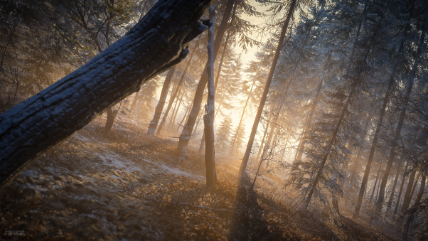 Last Rays Of Sun Evening In Forest 4k Wallpaper