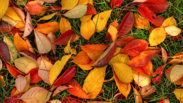 Latest Autumn Leaves Wallpaper
