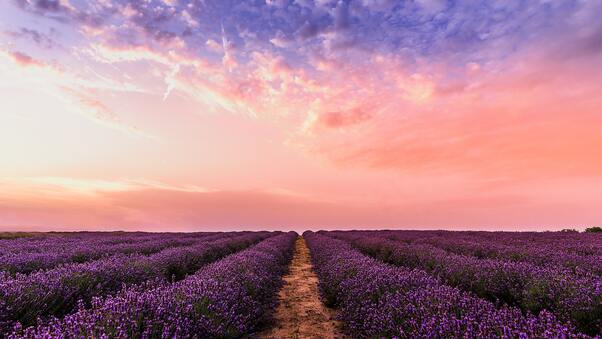 Lavender Field Under Pink Sky 5k Wallpaper