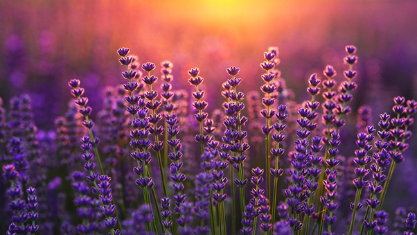 Lavender Sunrise Fields (3000x2000) Resolution Wallpaper
