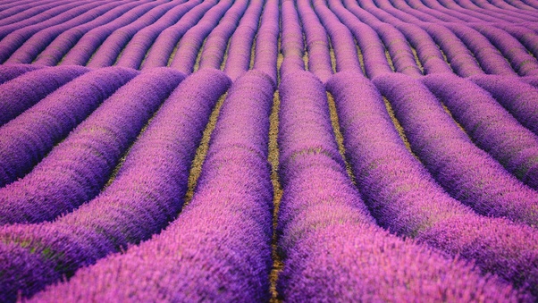 Lavenders Field Wallpaper