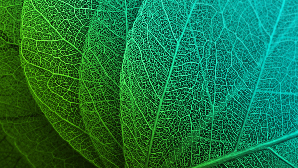 Leaf Macro Stock Wallpaper