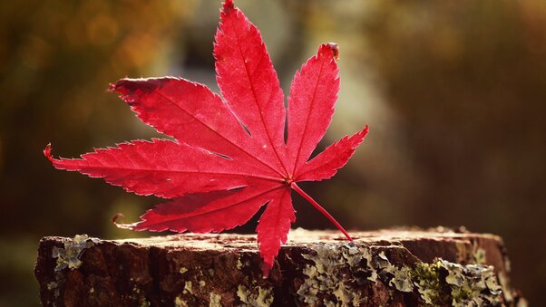 Leaf Red Wallpaper