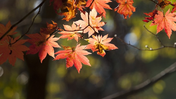 Leaves Autumn Wallpaper