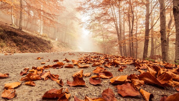 Leaves Fall On Road Wallpaper