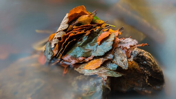 Leaves Nature Wallpaper
