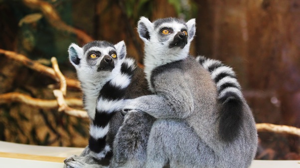 Lemurs Wallpaper