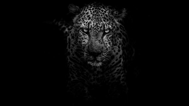 Leopard Dark Monochrome 5k Wallpaper