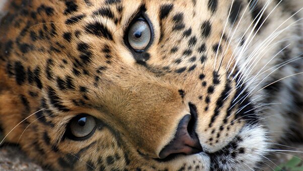 Leopard Face Wallpaper