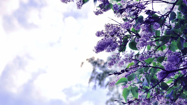 lilac-flowers-tree-mo.jpg