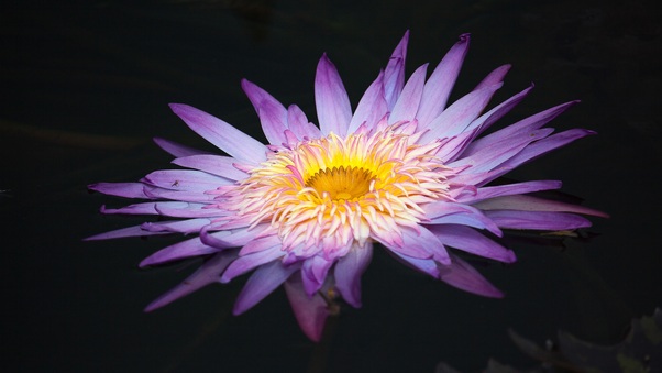 lily-flower-macro-fd.jpg