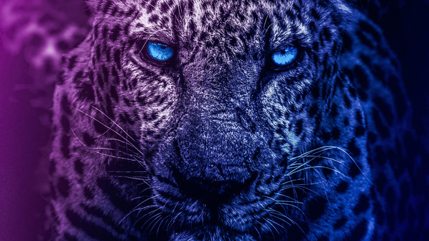 Lion Blue Eyes Wallpaper