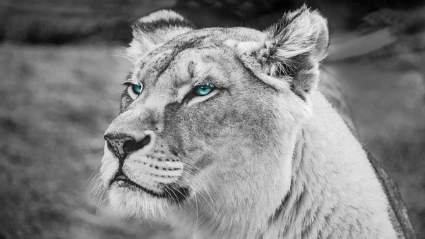 Lion Blue Eyes Monochrome 5k Wallpaper