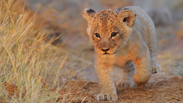 Lion Cub Walking Wallpaper