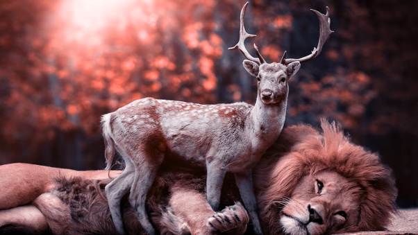 Lion Deer Wallpaper