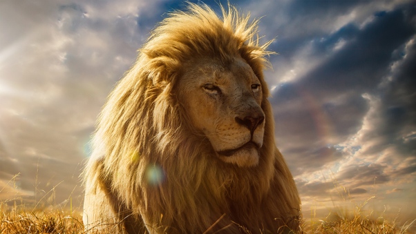 Lion King 4k Wallpaper