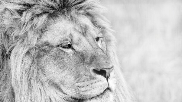 Lion Monochrome Wallpaper