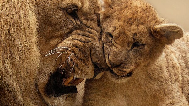 Lion Mother Cub Wallpaper