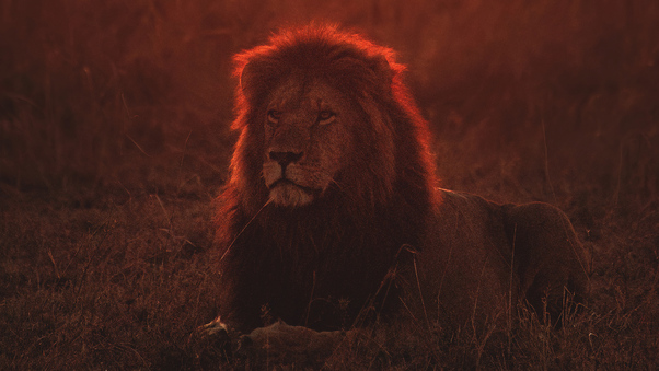 Lion On Green Grass During Golden Hour 4k Wallpaper,HD Animals
